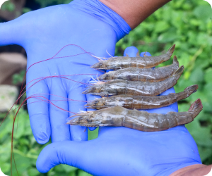 Governance Excellence